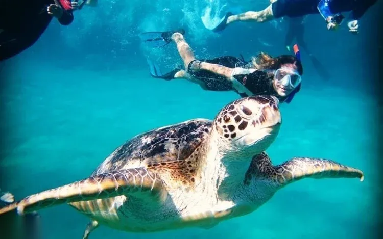 Abu Dabbab Sea Turtle Snorkeling Trip