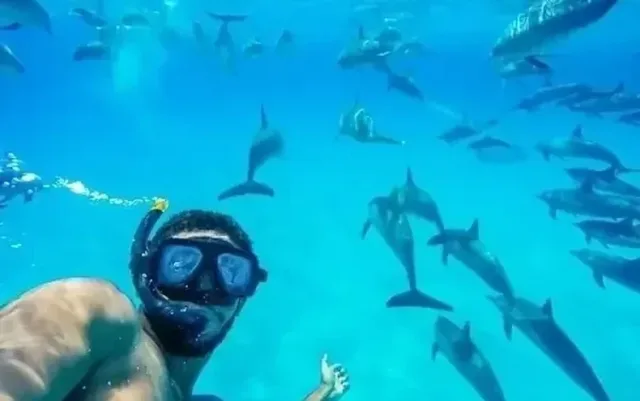 Best Dolphin Family Activities