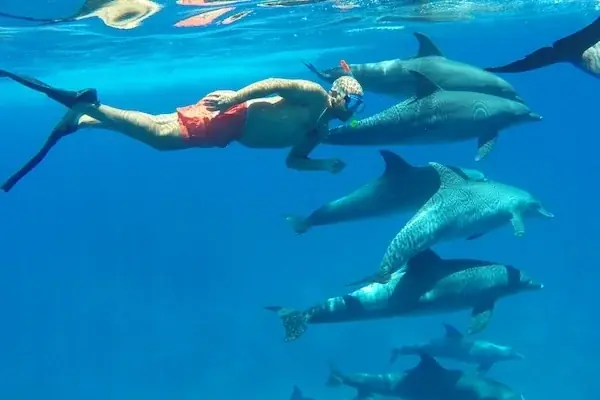 Best Dolphin Family Activities photo 3