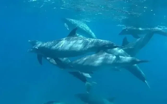 Dolphin House Snorkeling Group Tour Hurghada