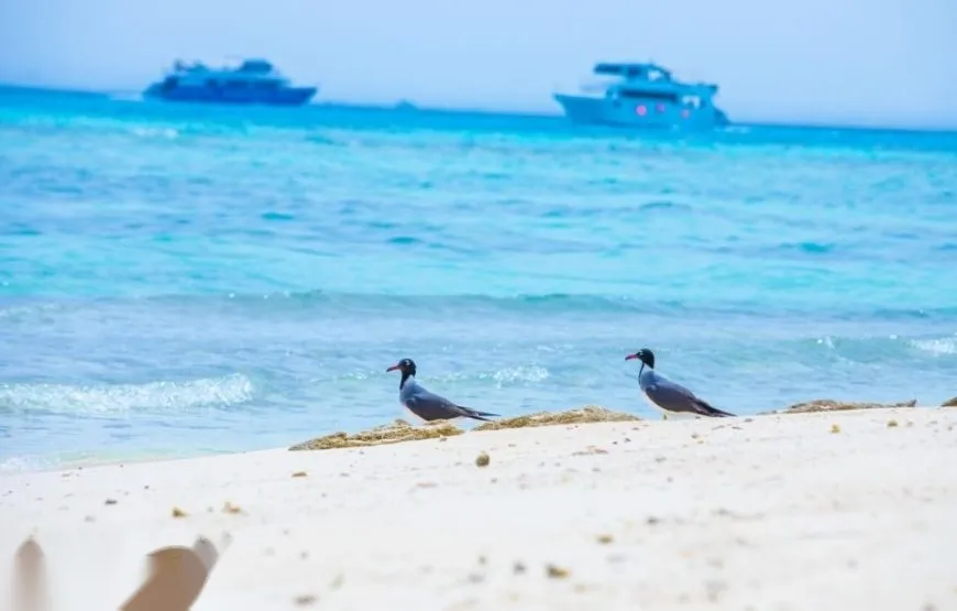 رحلة السبيد بوت إلى بيت الدلافين photo 2