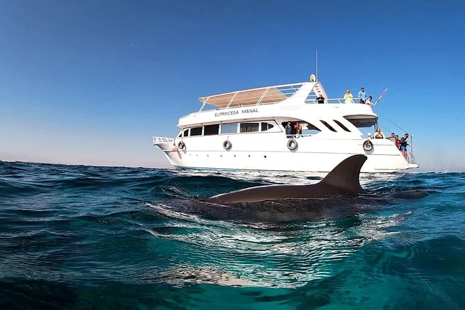 Dolphin House之旅 - 图4