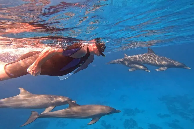 Dolphin House之旅 - 图5