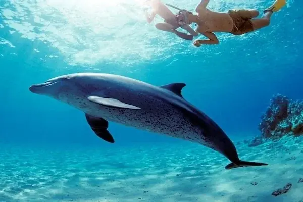 Dolphin House Tour photo 4