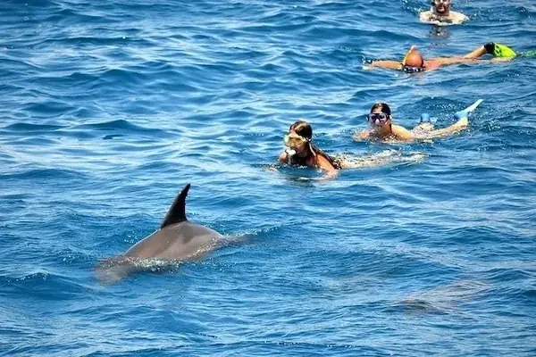 Dolphin Reef Snorkeling Tour