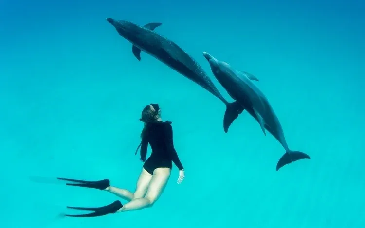 Dolphin Reef Snorkeling Tour photo 4