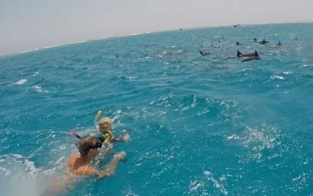 Dolphin Snorkeling Excursion