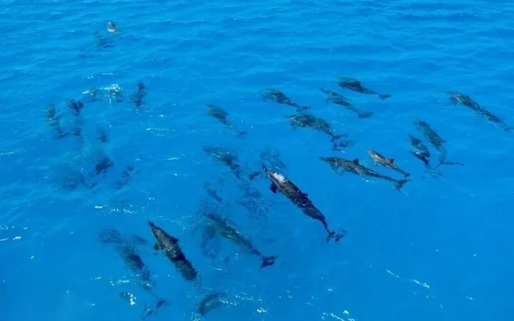 Aerial view of a large pod of dolphins spread across calm blue water.