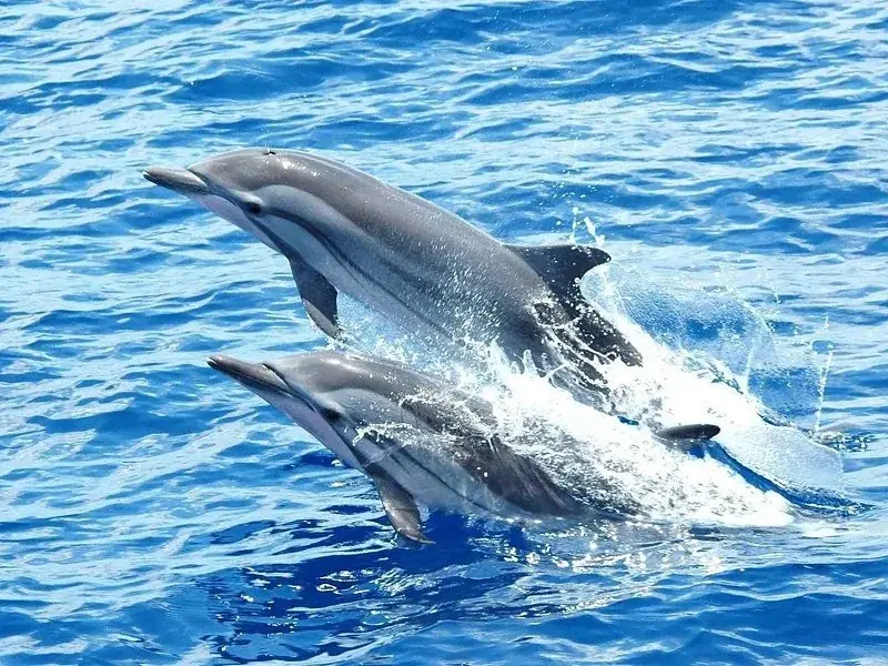 Dolphin Snorkeling Excursion