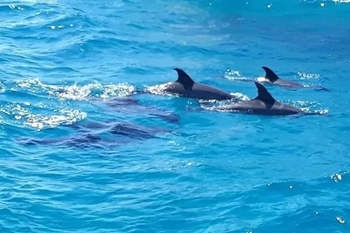Dolphin Snorkeling Excursion photo 4