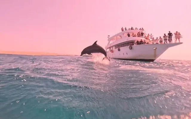 Dolphin Watching Boat Trip