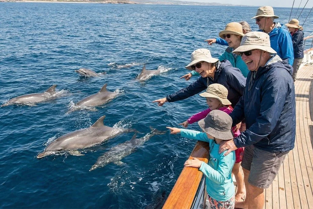 Group of tourists in sun hats and jackets aboard a sailing yacht, pointing at a pod of dolphins swimming alongside.