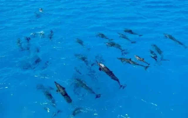 El Gouna Dolphin House Tour
