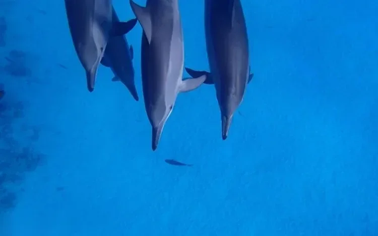 Underwater view looking down at three dolphins swimming together close to the camera.