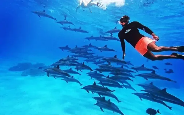 Elphinstone Reef Snorkeling Trip
