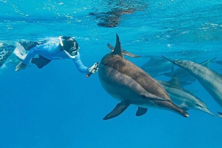 Snorkeler reaching out to touch a dolphin swimming close beside a pod underwater.