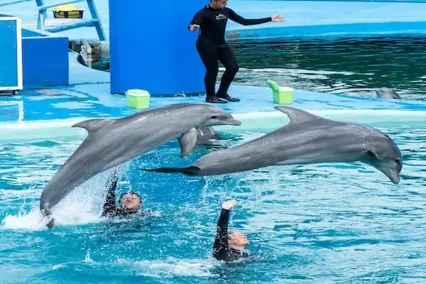 Family Dolphin Show