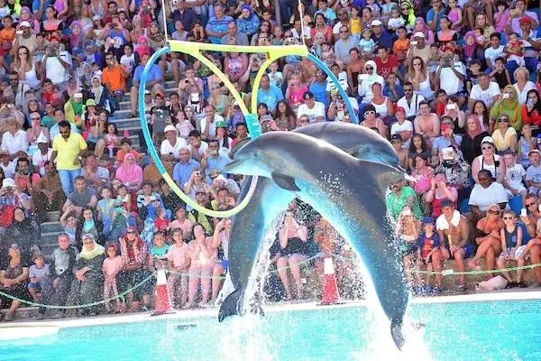 Spectacle de Dauphins en Famille photo 2