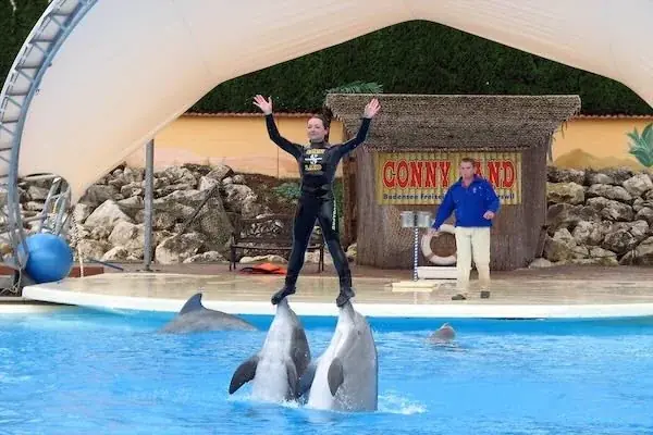 Spectacle de Dauphins en Famille photo 3