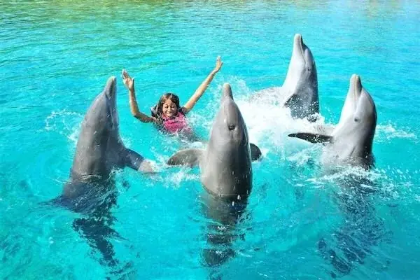 Spectacle de Dauphins en Famille photo 4