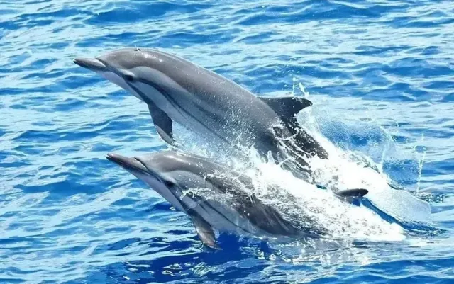 Family Dolphin Tour