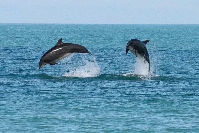 Family Dolphin Tour photo 3