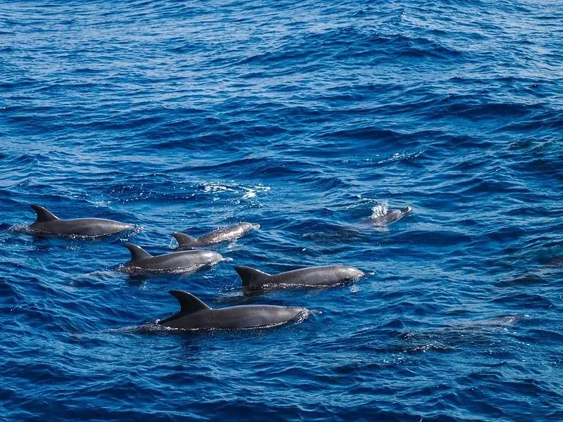 Family Dolphin Tour photo 5