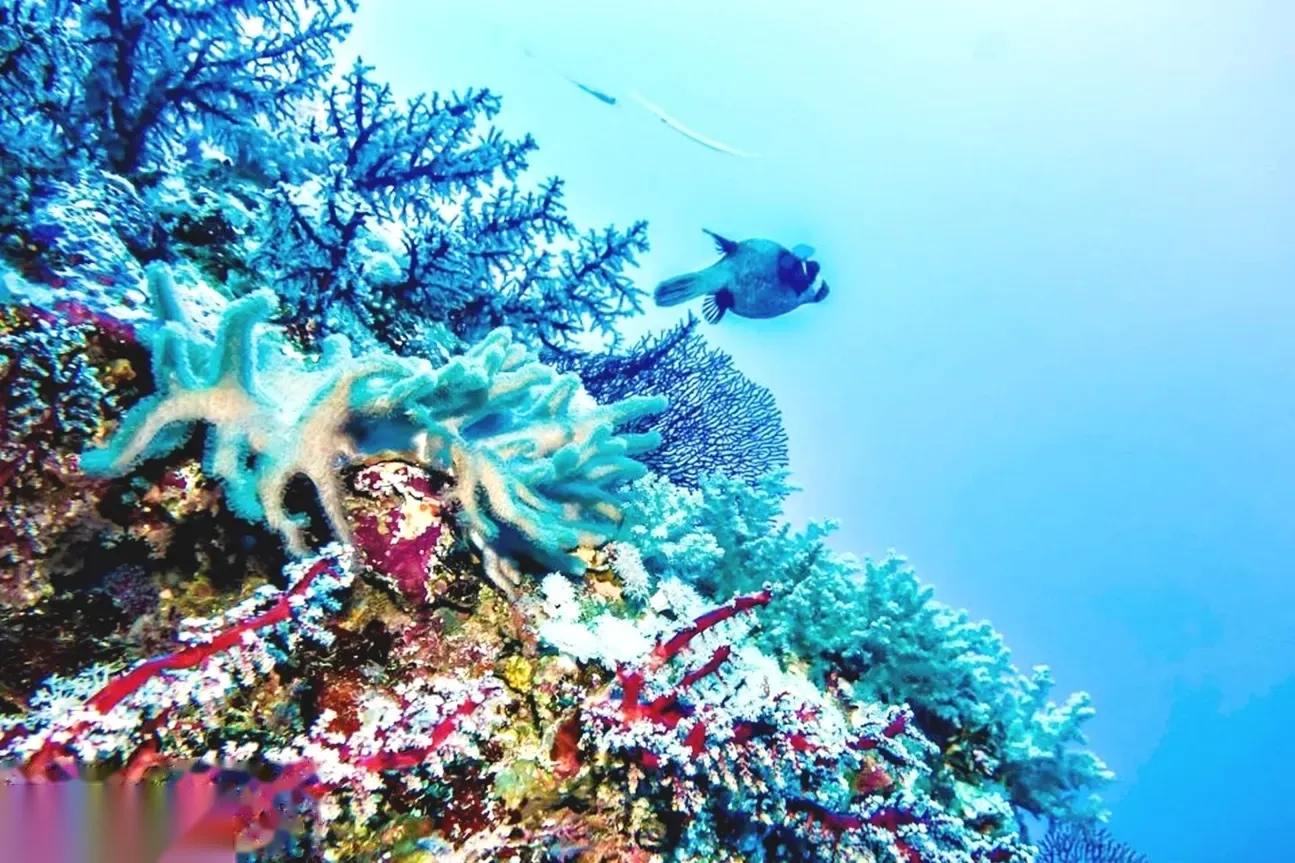Giftun Island Snorkeling Excursion