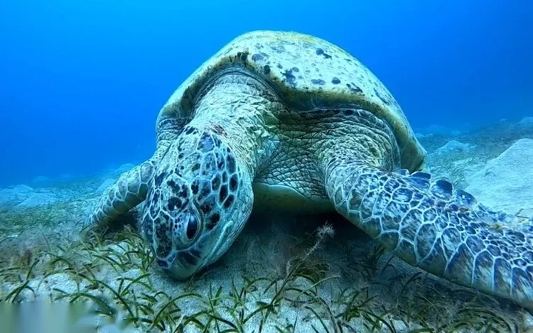 Marsa Mubarak Sea Turtle Snorkeling Half-Day Trip