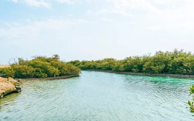 Nabq Protectorate Mangrove & Snorkeling Tour