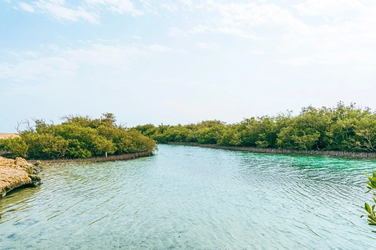 A calm turquoise channel winds through dense green mangrove forest under a bright sky.