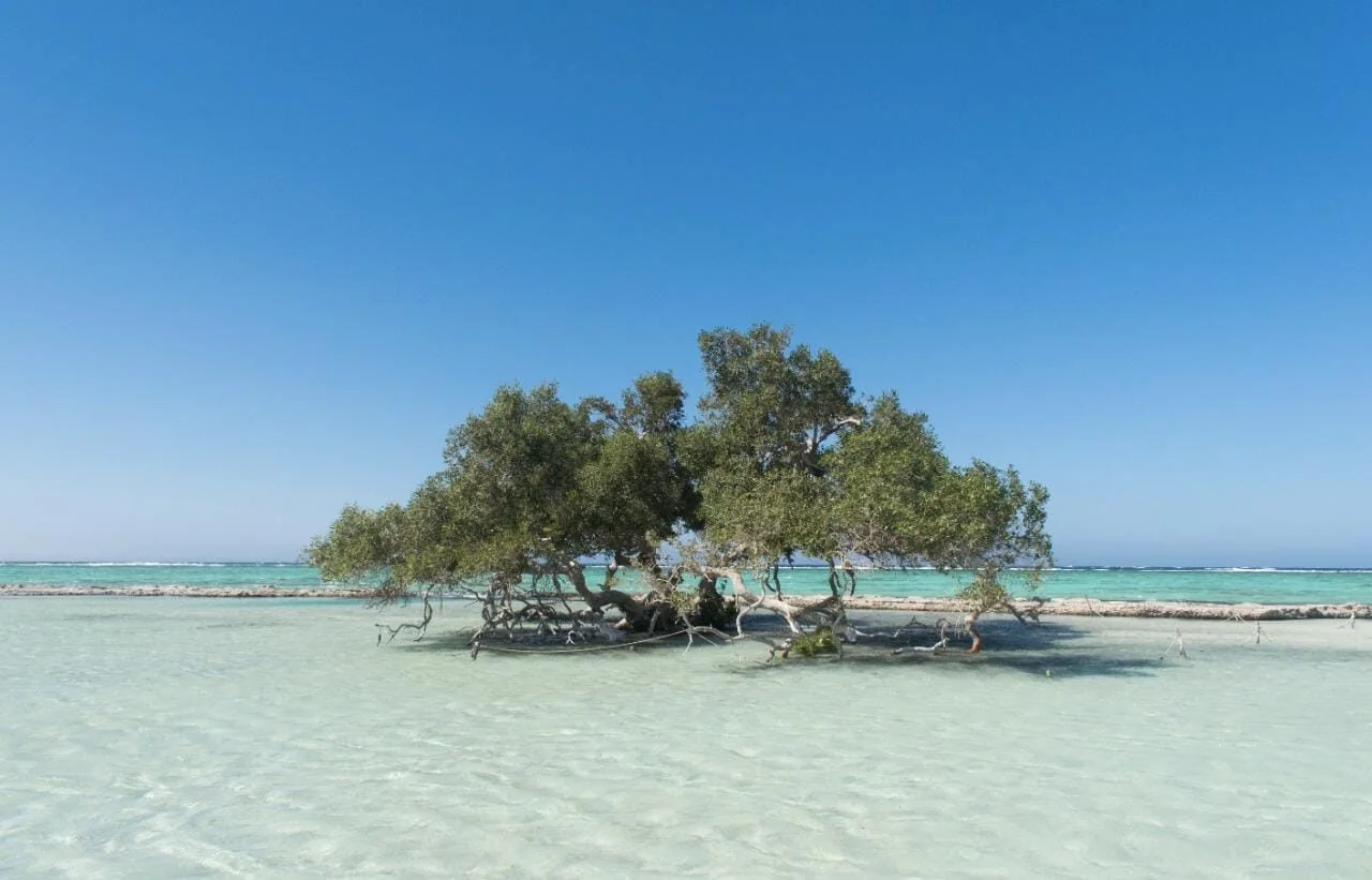 A single wide mangrove tree stands rooted in shallow turquoise water with a reef visible behind it.