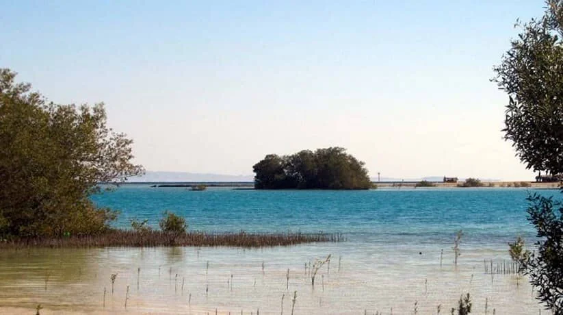 View across a lagoon to a small mangrove-covered islet, with fringing mangrove branches framing the shot.