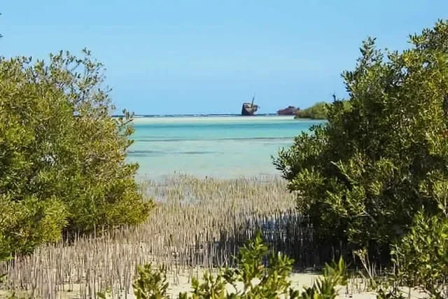 A rusted shipwreck sits on the reef offshore, framed between two mangrove trees in the foreground.