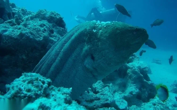 A large moray eel pokes its head out from a coral reef underwater while small fish and a diver swim nearby.