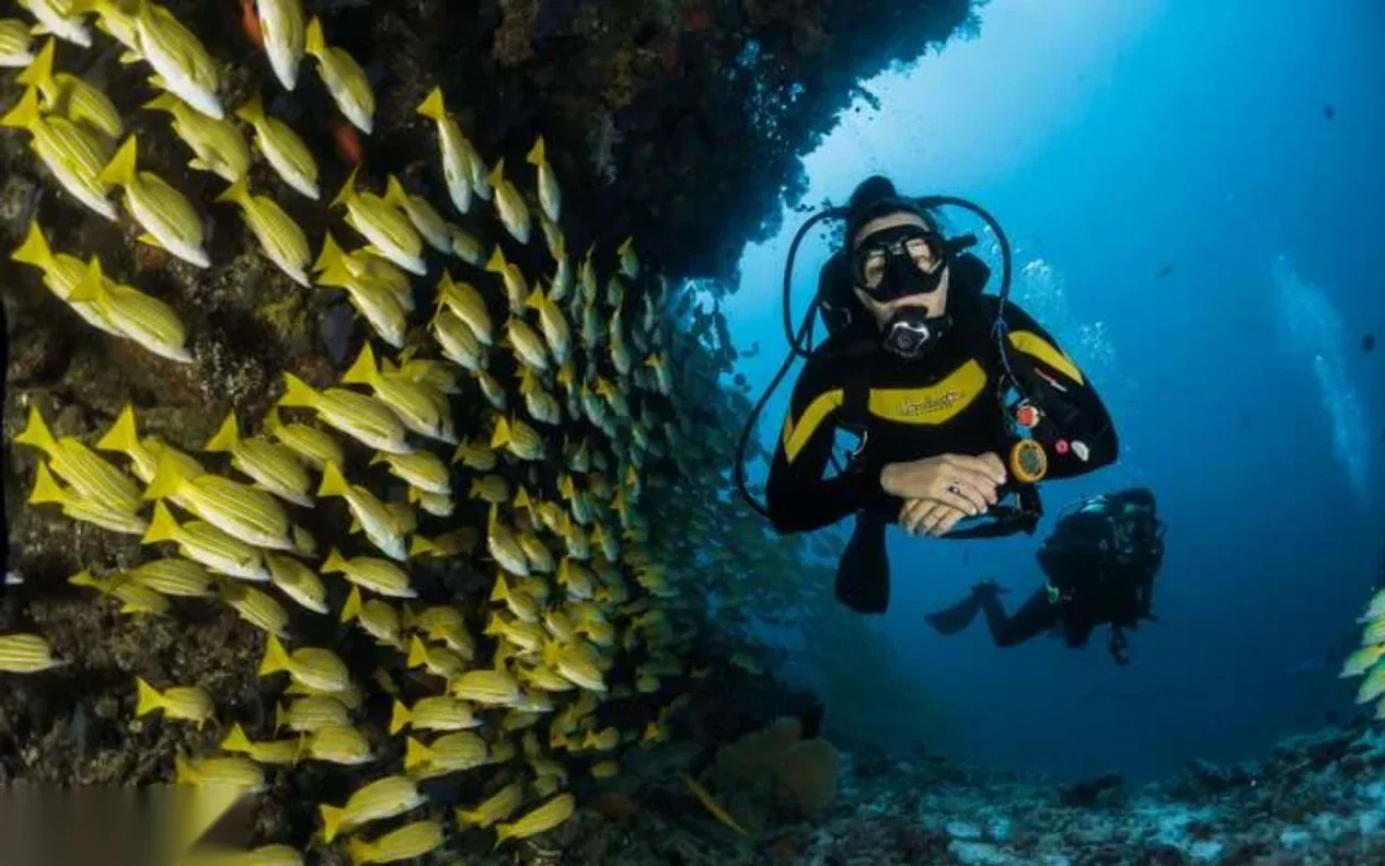 Scuba diver in a black and yellow wetsuit floating beside a dense school of yellow-striped snapper along a coral wall, a second diver visible behind.