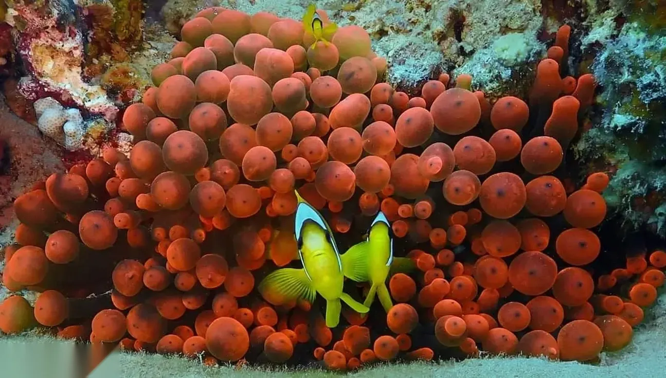 PADI Dive Master photo 3