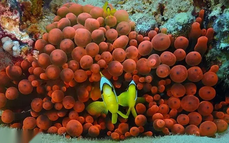 PADI Dive Master photo 4