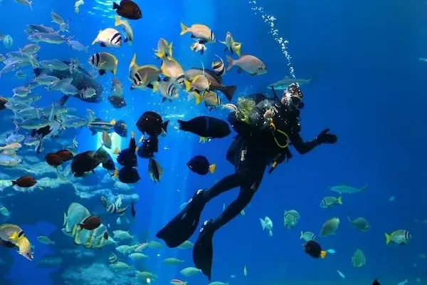 PADI Diving Excursion photo 4