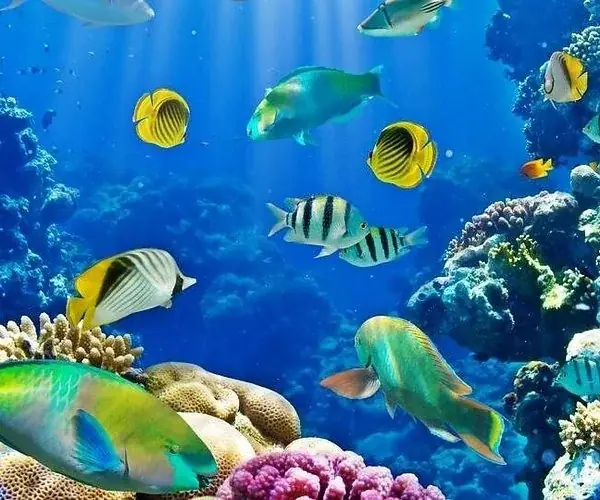 PADI Open Water Scuba Instructor