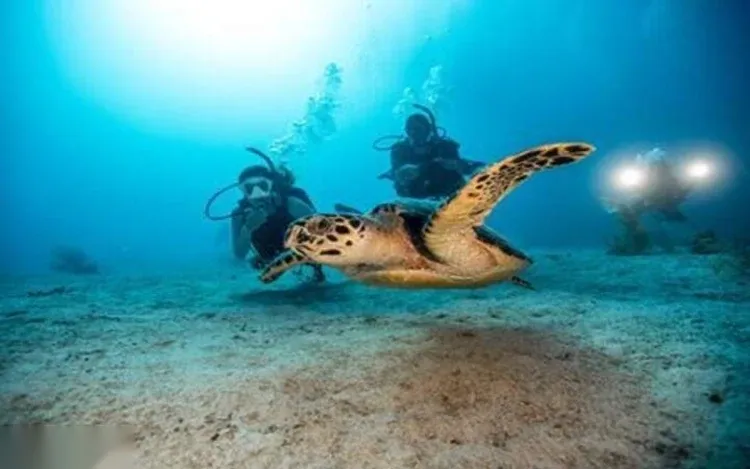 PADI Scuba Diver