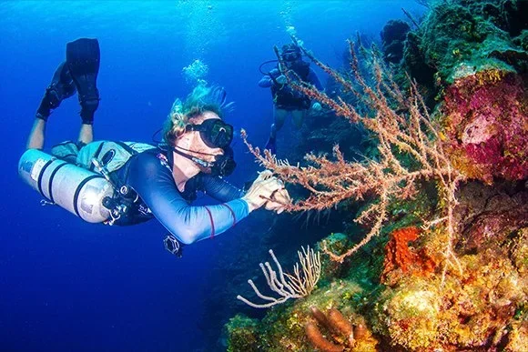 A diver reaches out to a branching soft coral fan while another diver watches from behind.