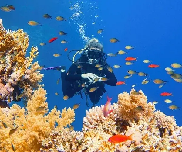 PADI Wreck Diver