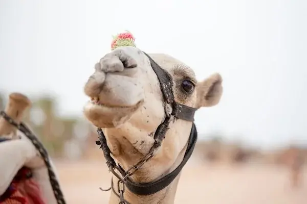 Private Desert Safari