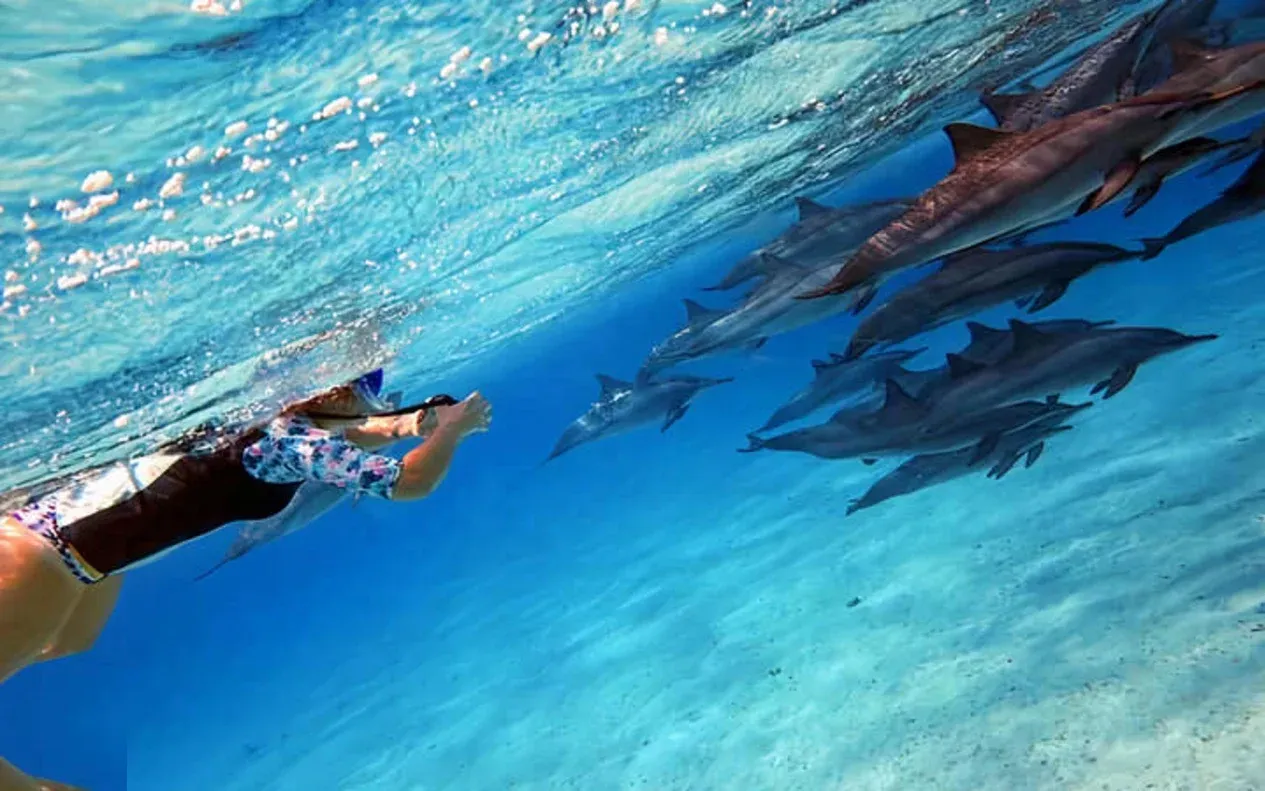 Private Dolphin House Yacht Charter