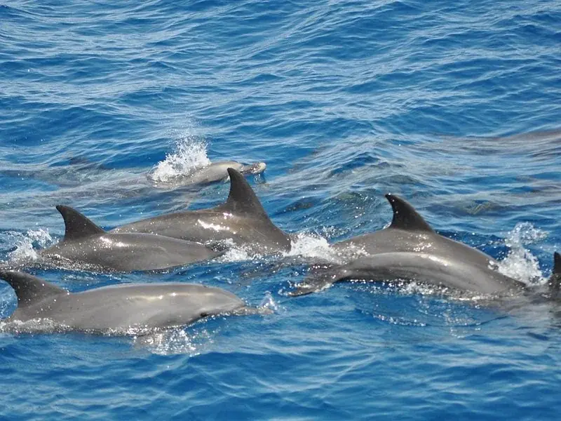 Private Dolphin Tour