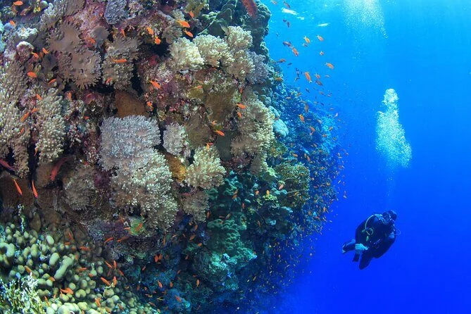 Scuba diver swimming beside a coral wall covered in soft coral and surrounded by orange fish.