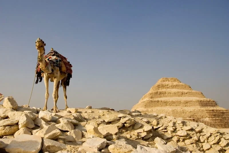 Decorated camel standing on a rocky outcrop with the Step Pyramid of Saqqara visible behind it