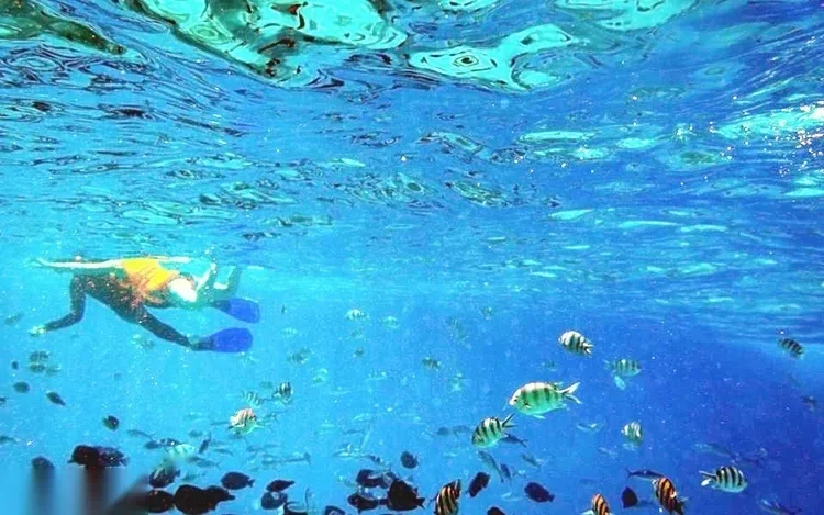 A snorkeler in yellow gear swims near the surface above a school of small fish, with sunlight rippling through the water.