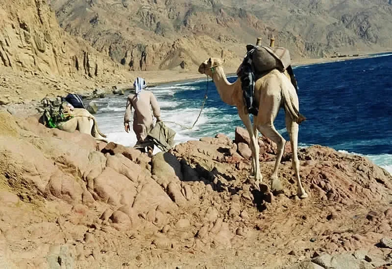 A Bedouin guide leads a loaded camel along a rocky clifftop path above the sea, with another camel resting nearby.